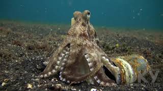 Coconut octopus or can octopus [upl. by Pallas32]