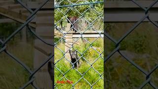 Artic FoxVulpes lagopus highland wildlife park scotland [upl. by Mundy198]