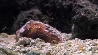 True Facts About the Giant Clam [upl. by Dixon]