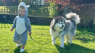 Adorable Baby Husky Walks His Dog And Feeds His Goats So Cute [upl. by Eneleh]