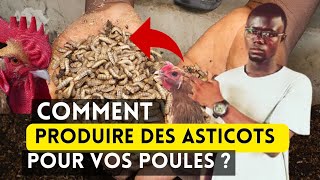 Comment Produire 100 Kg dAsticots Pour vos Poulets Chaque Mois [upl. by Baptiste]