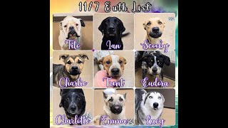 11 7 2024 Deadly High Kill Apple Valley Animal Shelter 20 kill listed German shepherd Husky Pit [upl. by Yemaj]