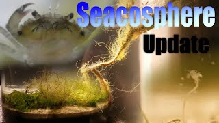 Huge Natural Saltwater Ecosphere  45 month update  So much life A complete succes [upl. by Loveridge401]