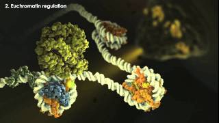 Epigenetics Overview [upl. by Mercedes]