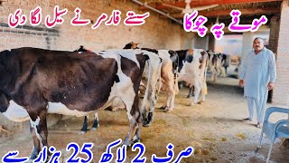 Sasti Cow  Australian Friesian Cow in sargodha  Croos Cow For Sale  July 8 2024 [upl. by Blader251]