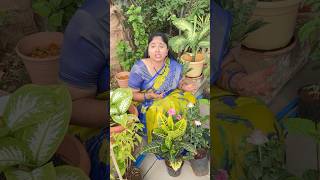 RRR Nursery part13 comedy shorts richakka [upl. by Crowell679]