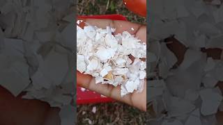 How to use Eggshells In Garden Plants fertilizergardening Shorts eggshellfertilizer [upl. by Noiemad]