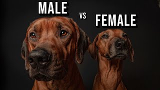 Male vs Female Rhodesian Ridgeback Which One Should You Get [upl. by Hannus759]