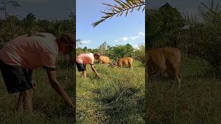 Beginilah Aktifitas Petani Di Transmigrasi Sulawesi shorts [upl. by Notgnihsaw]