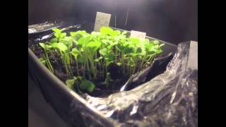 Rocket seed sprouting timelapse [upl. by Nyltak]