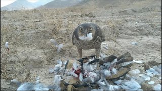 sparrowhawk huntinghunting with sparrowhawksparrowhawk attacksparrowhawk birdhunting [upl. by Sherwynd]