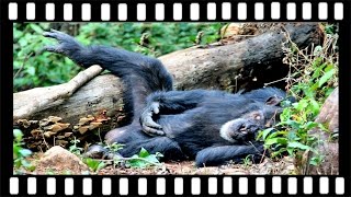 Jane Goodalls wild chimpanzees Gombe Stream National Park Tanzania  with Robert Annis [upl. by Elkin]