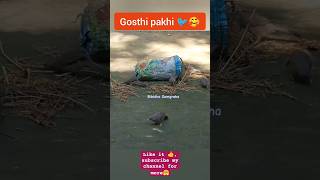 Gosthi pakhi dhan 🌾 kha raha 🥰 birdwatching birdslover youtubeshorts BibidhaSamgraha [upl. by Sheelagh]