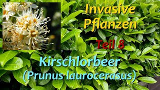 Invasive Pflanzen  Teil 8  Kirschlorbeer [upl. by Gide]