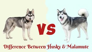 Siberian Husky VS Alaskan MalamuteWho is more Friendly [upl. by Malha]