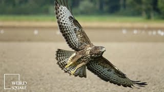 Amazing facts of common buzzard  Common Buzzard Call  Common Buzzard Falconry flying [upl. by Neumark287]