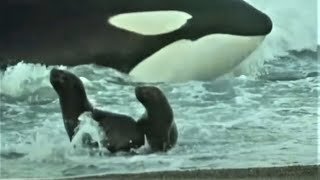 Deadly Killer Whale Moments  Top 5  BBC Earth [upl. by Manville449]