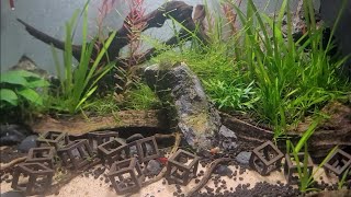 The Benefits of Cherry Shrimp in a Planted Aquarium [upl. by Anilos]