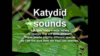 Katydid wide variety of sounds [upl. by Ahsieyt]