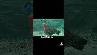 Fazan Tragopan Temenik Temenik Tragopan Pheasant birds animals pheasant song hobby [upl. by Atteirneh]