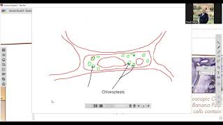 Gr6 chloroplasts [upl. by Anitan894]