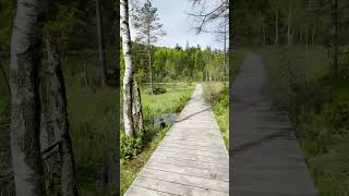 ein malerischer Holzweg mitten in einem Moor im Chiemsee Region nature birds chiemsee lake [upl. by Wyatan]