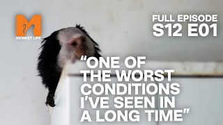 Abandoned Marmosets Are Rescued  Season 12 Episode 1  Full Episode  Monkey Life [upl. by Direj]