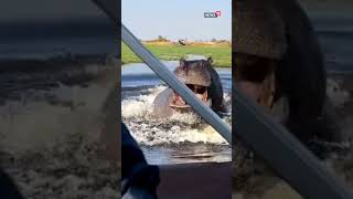 Hippopotamus Following Boat Video  Hippo Video  Hippo Chases Boat  viralvideo viral [upl. by Mccarthy]