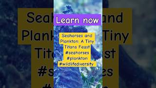 Seahorses The Most Adorable Plankton Predators [upl. by Gare]