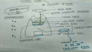 Thyroid Gland Basic  TCML [upl. by Sarine555]