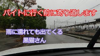 バイト行く前に寄り道します☔黒猫さんは雨に濡れても出てきます😹 [upl. by Darahs]