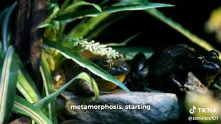 Evolution of Aquatic Adaptations in Amphibians [upl. by Nalak942]