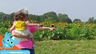 UPick Sunflowers at Thompson Family Farms near Greenville SC [upl. by Ortrude367]