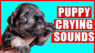 Puppy Crying Sound  Dog Crying Sound Effect Puppies Whining Noises [upl. by Akiraa]