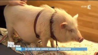 Adopter un cochon nain  les conseils de Frédéric Vlaemynck [upl. by Edee895]