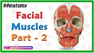 Facial muscles Anatomy animation Part 2  Oral Group [upl. by Akima]