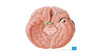 11CEREBRUM PART 1 [upl. by Haerr]