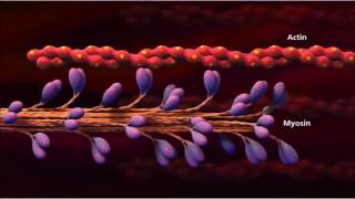 3 Muscle contraction detail Concept Cell Biology [upl. by Lomax]