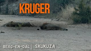 kruger Park  Bergendal amp Skukuza [upl. by Ches16]