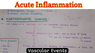 Acute Inflammation 14  Vascular Events [upl. by Hoskinson439]