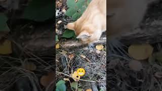 Mousehunt 😁 cat funny mouse hunt hunter mousehunt cute [upl. by Coleen]