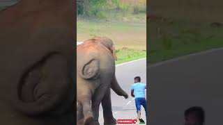 A fierce elephant attacks the bus and a man jumps and runs elephant elephantattack [upl. by Outhe851]