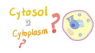 Cytosol vs cytoplasm  What’s The Difference [upl. by Odlaner62]