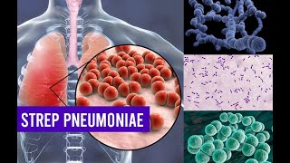 Streptococcus Pneumoniae Bacteria  Complete Overview [upl. by Pomfret868]