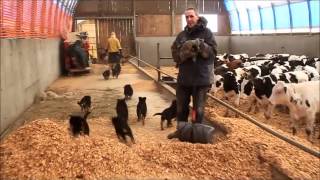 Socialisation chiots Berger Allemand [upl. by Alor]