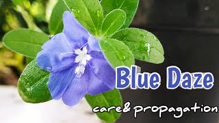 Blue Daze care amp propagation  Dwarf morning Glory  Evolvulus plant care Malayalam💚💙💚 [upl. by Cuthburt]