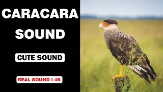 Real Caracara Bird Sounds  High Quality  Cute Caracara Bird Sound Experience  4K [upl. by Eissak]