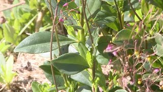 Beldroegão conheça a planta comestível rica em proteína [upl. by Stevy]