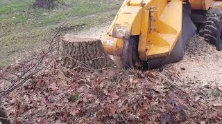 Carlton 7015 vs Oak Stump treestumpremovalcouk [upl. by Nosiddam]