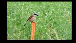 Gąsiorek  Lanius collurio  Redbacked Shrike [upl. by Sakhuja]